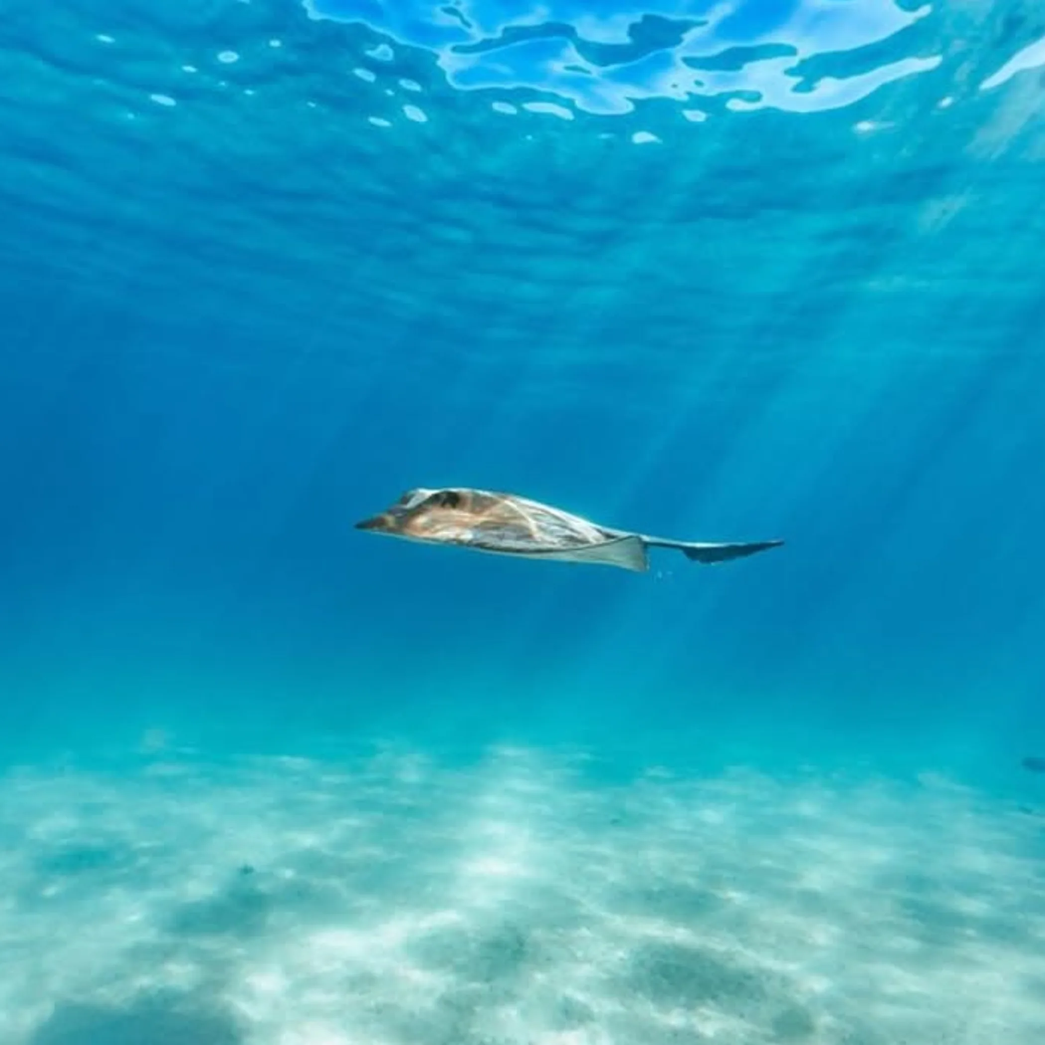 marine life at ningaloo reef