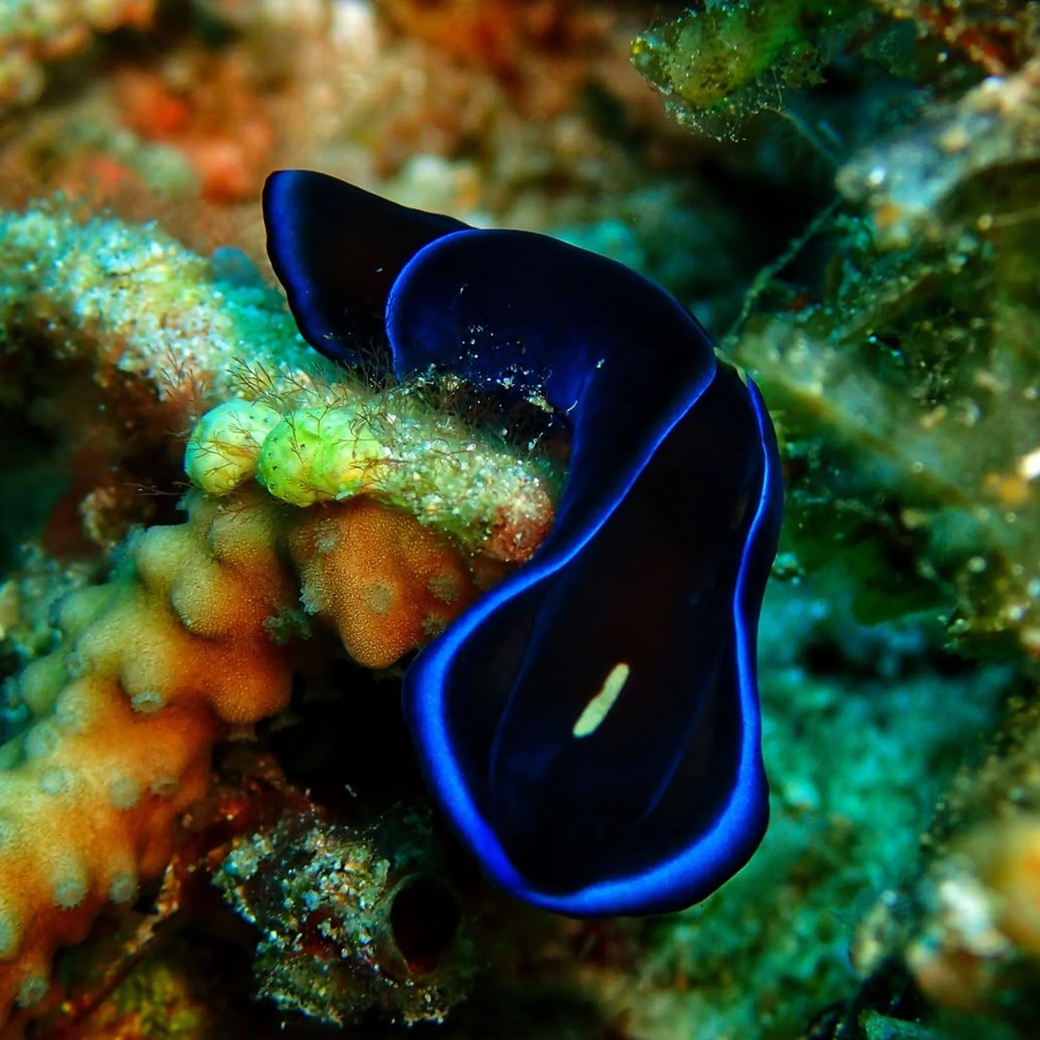 high-quality reef photograph