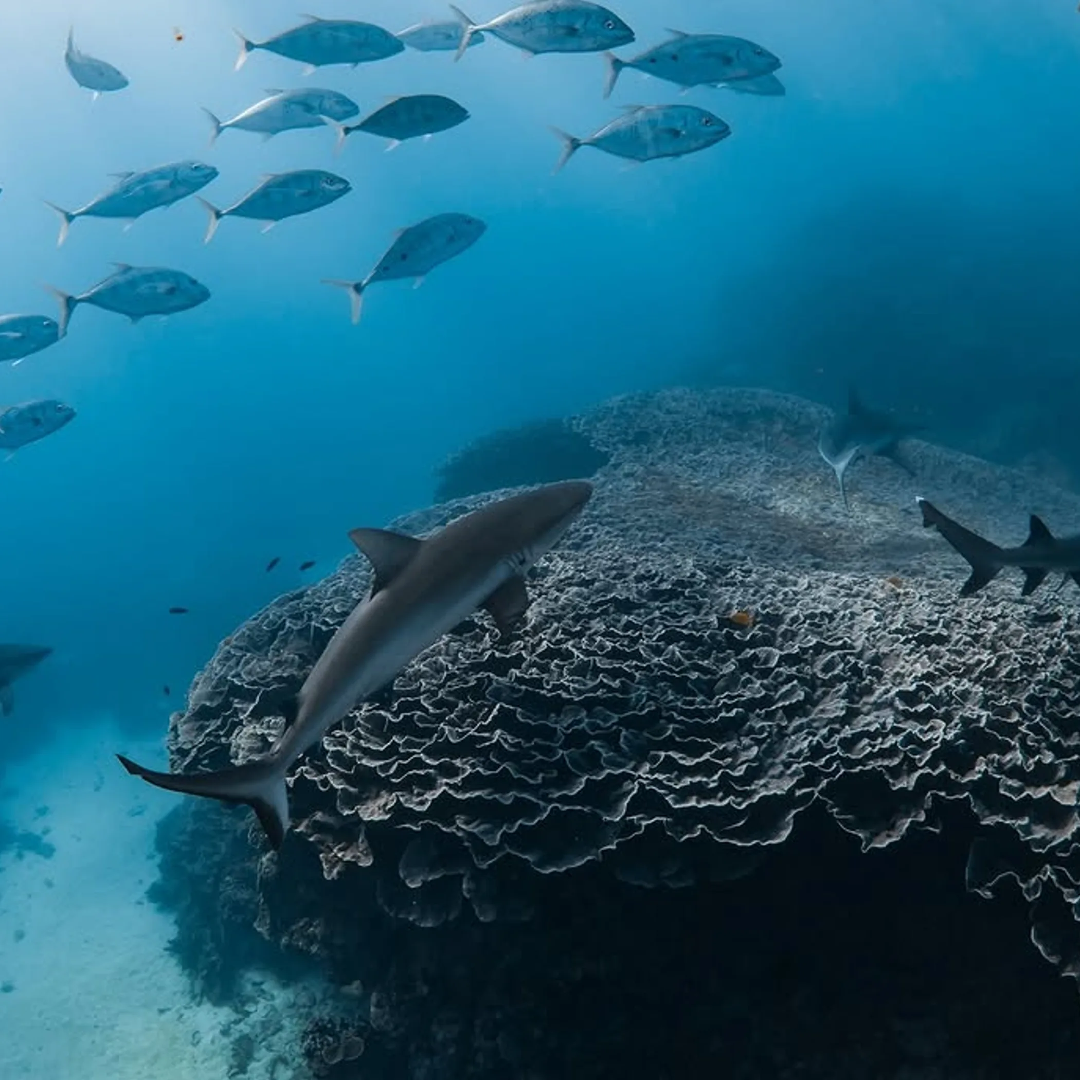 sharks fish and coral reef
