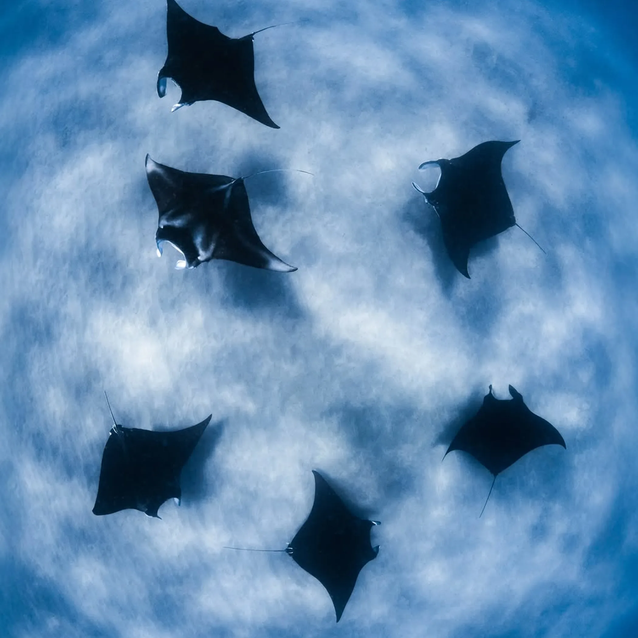 manta rays underwater