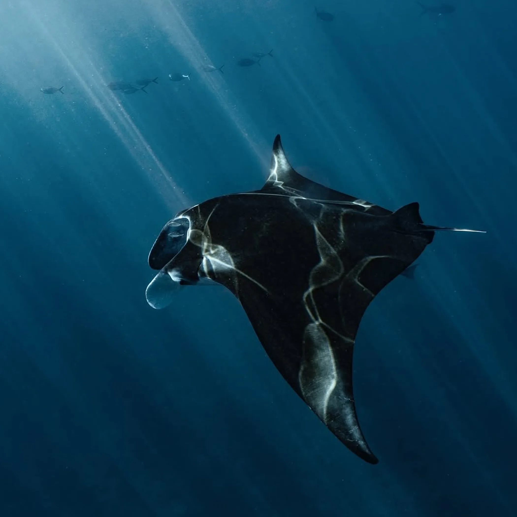 ningaloo reef marine conservation