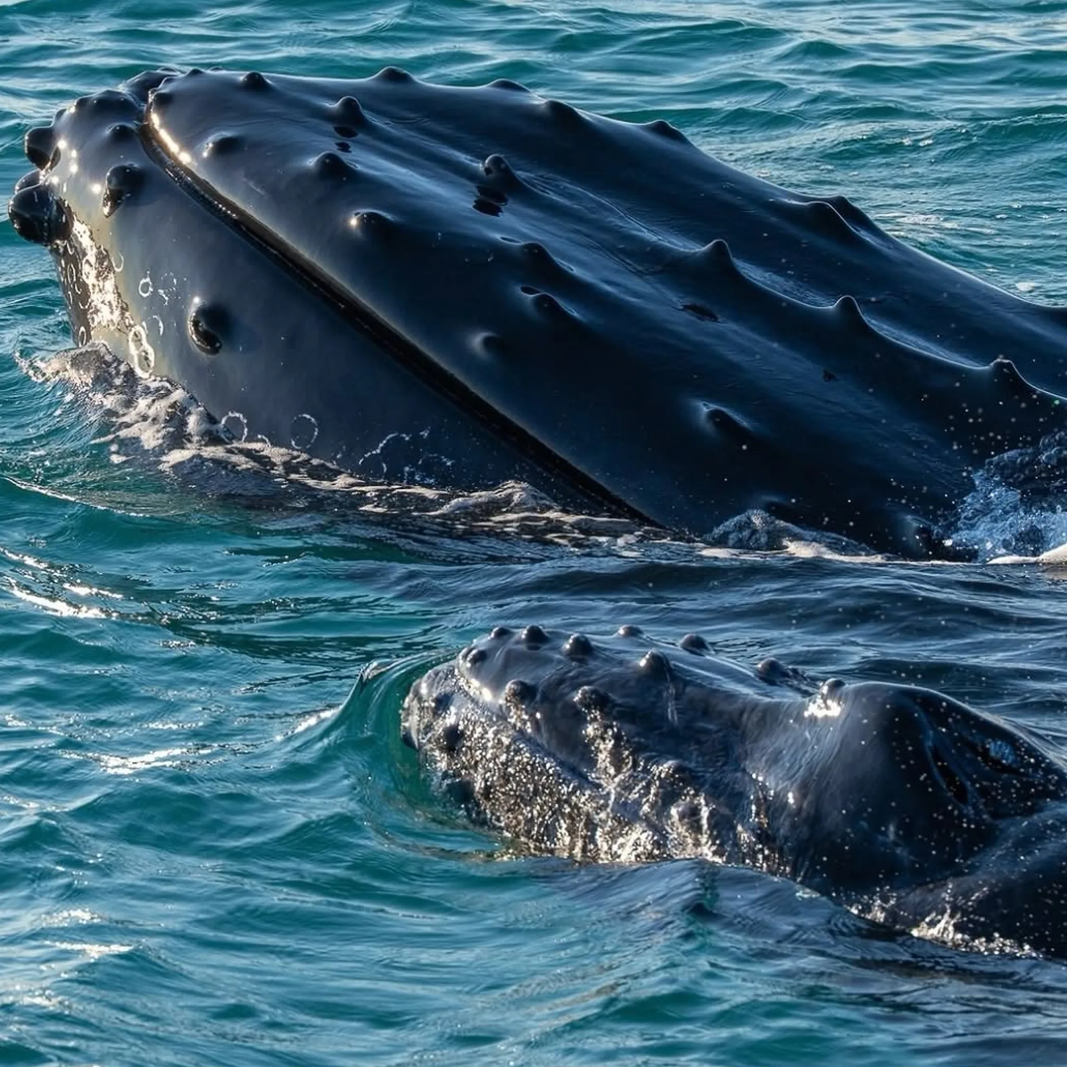 humpback whales in ocean